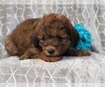 Small Photo #2 Aussiedoodle Puppy For Sale in LAKELAND, FL, USA