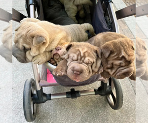 Chinese Shar-Pei Litter for sale in ELLENWOOD, GA, USA