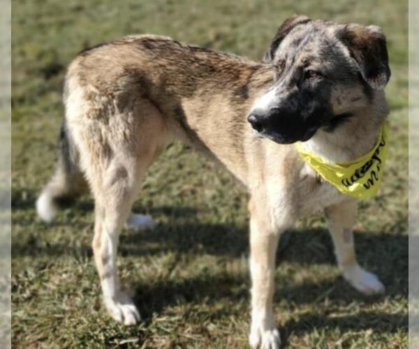 Medium Photo #3 German Shepherd Dog-Great Pyrenees Mix Puppy For Sale in Placerville, CA, USA
