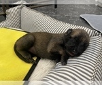 Small Photo #275 Belgian Malinois Puppy For Sale in REESEVILLE, WI, USA