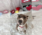 Small #23 American Pit Bull Terrier Mix
