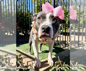 American Pit Bull Terrier-Unknown Mix Dogs for adoption in Redlands, CA, USA