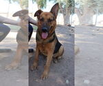 Small Photo #2 German Shepherd Dog Puppy For Sale in El Centro, CA, USA