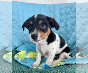 Mutt Dogs for adoption in Bellevue, WA, USA