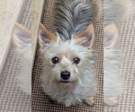 Small #1 Mutt