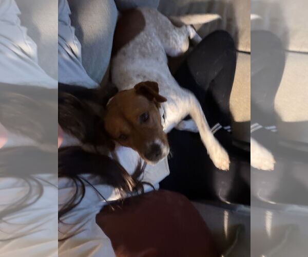 Medium Photo #4 Jack Russell Terrier-Red Heeler Mix Puppy For Sale in Ball Ground, GA, USA