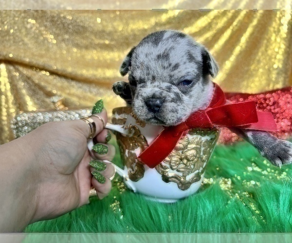 Medium Photo #8 French Bulldog Puppy For Sale in HAYWARD, CA, USA