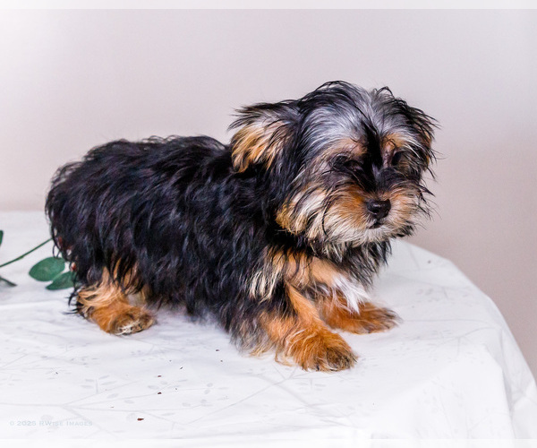 Medium Photo #5 Shorkie Tzu Puppy For Sale in WAKARUSA, IN, USA