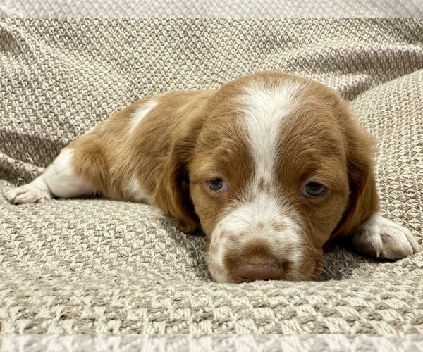 Medium Photo #2 Brittany Puppy For Sale in ORRUM, NC, USA