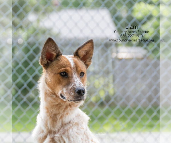 Medium Photo #7 Mutt Puppy For Sale in Manchester, MO, USA