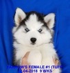 Small Photo #2 Siberian Husky Puppy For Sale in MANILLA, IA, USA
