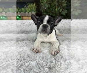 French Bulldog Puppy for sale in GREENFIELD, IN, USA