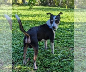 Jack-Rat Terrier Dogs for adoption in Royal Palm Beach, FL, USA