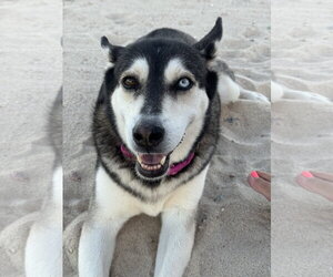 Skye - Female Siberian Husky-Unknown Mix Dog for Adoption - Photo #4