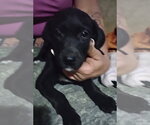 Small Photo #2 Staffordshire Bull Terrier-Unknown Mix Puppy For Sale in The Woodlands, TX, USA