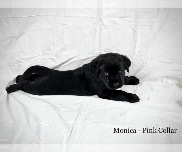 Medium Photo #11 Labrador Retriever Puppy For Sale in ACWORTH, GA, USA