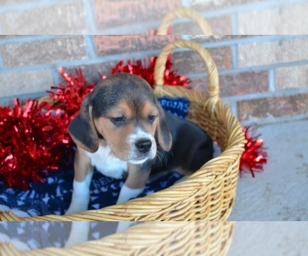 Medium Photo #3 Puggle Puppy For Sale in GREENWOOD, WI, USA