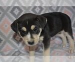 Small Photo #5 Boxer Puppy For Sale in Poplar Bluff, MO, USA