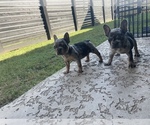 Small Photo #17 French Bulldog Puppy For Sale in CYPRESS, TX, USA