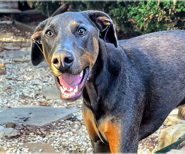 Medium Photo #6 Doberman Pinscher Puppy For Sale in McKinney, TX, USA