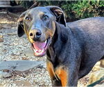 Small #5 Doberman Pinscher