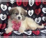 Small Photo #6 Great Pyrenees Puppy For Sale in LAKELAND, FL, USA