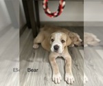 Puppy Bear Cane Corso