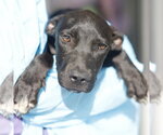 SAMMY - Female American Staffordshire Terrier-Unknown Mix Dog for Adoption - Small photo