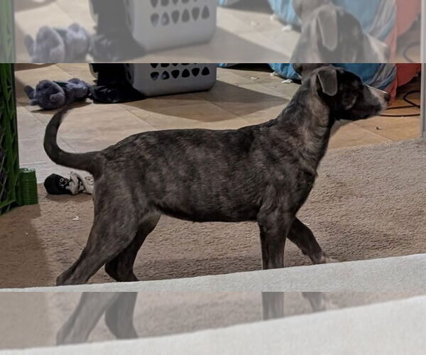 Medium Photo #3 Catahoula Leopard Dog-Unknown Mix Puppy For Sale in Alexander, AR, USA