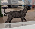 Small #2 Catahoula Leopard Dog Mix