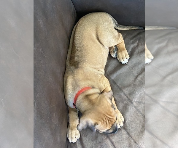Medium Photo #10 Rhodesian Ridgeback Puppy For Sale in KELLER, TX, USA