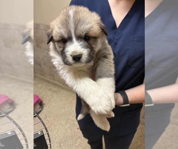 Medium Photo #1 Great Pyrenees-Unknown Mix Puppy For Sale in Royal Palm Beach, FL, USA