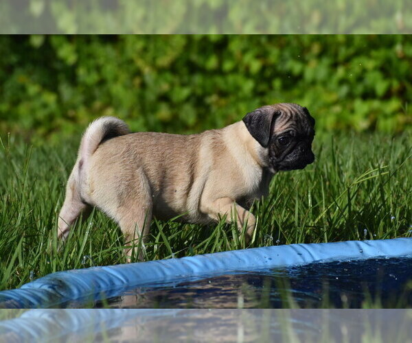 Medium Photo #5 Pug Puppy For Sale in PALM COAST, FL, USA
