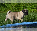 Small #4 Pug