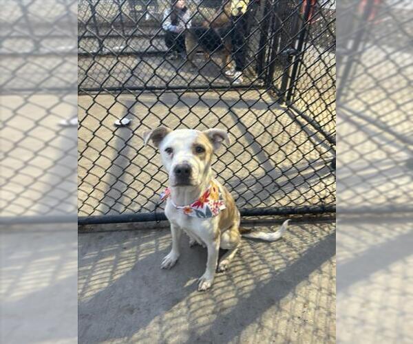 Medium Photo #1 Mutt Puppy For Sale in Tulsa, OK, USA