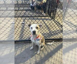 Mutt Dogs for adoption in Tulsa, OK, USA