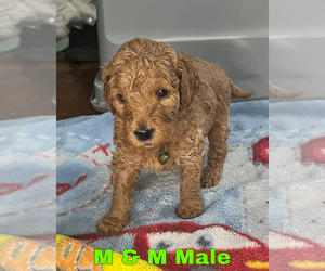 Goldendoodle Puppy for sale in MONTGOMERY, MN, USA