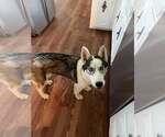 Small #1 Siberian Husky
