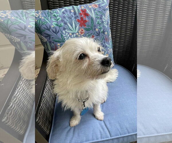 Medium Photo #3 Mutt Puppy For Sale in Arlington, VA, USA