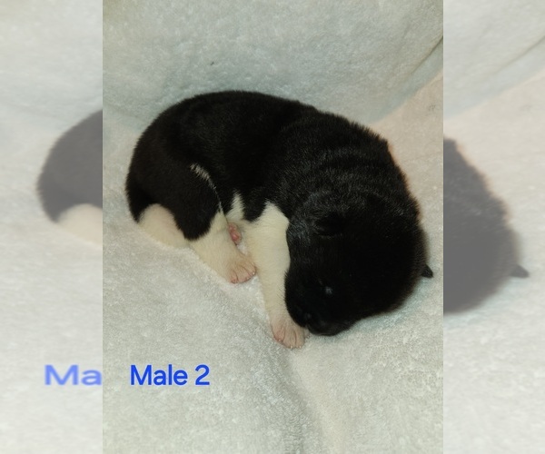 Medium Photo #1 Akita Puppy For Sale in MEM, TN, USA