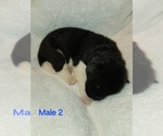 Puppy Male 2 Akita
