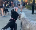Small Photo #11 Sheepadoodle Puppy For Sale in HUNTINGTON BEACH, CA, USA
