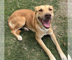 German Shepherd Dog Dogs for adoption in Riverside, CA, USA