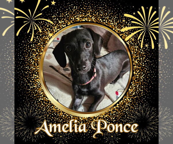 Medium Photo #1 Dachshund-Unknown Mix Puppy For Sale in San Antonio, TX, USA