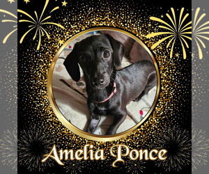 Dachshund-Unknown Mix Dogs for adoption in San Antonio, TX, USA