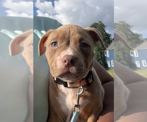 Medium American Bully