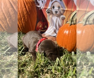 Labrador Retriever Puppy for sale in NEOLA, WV, USA