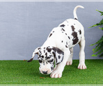Small #3 Great Dane