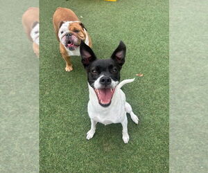 Cara (GA) - Female Mutt Dog for Adoption - Photo #5