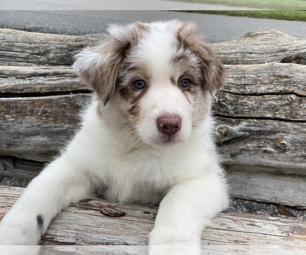 Medium Photo #2 Border Collie Puppy For Sale in EVERETT, WA, USA